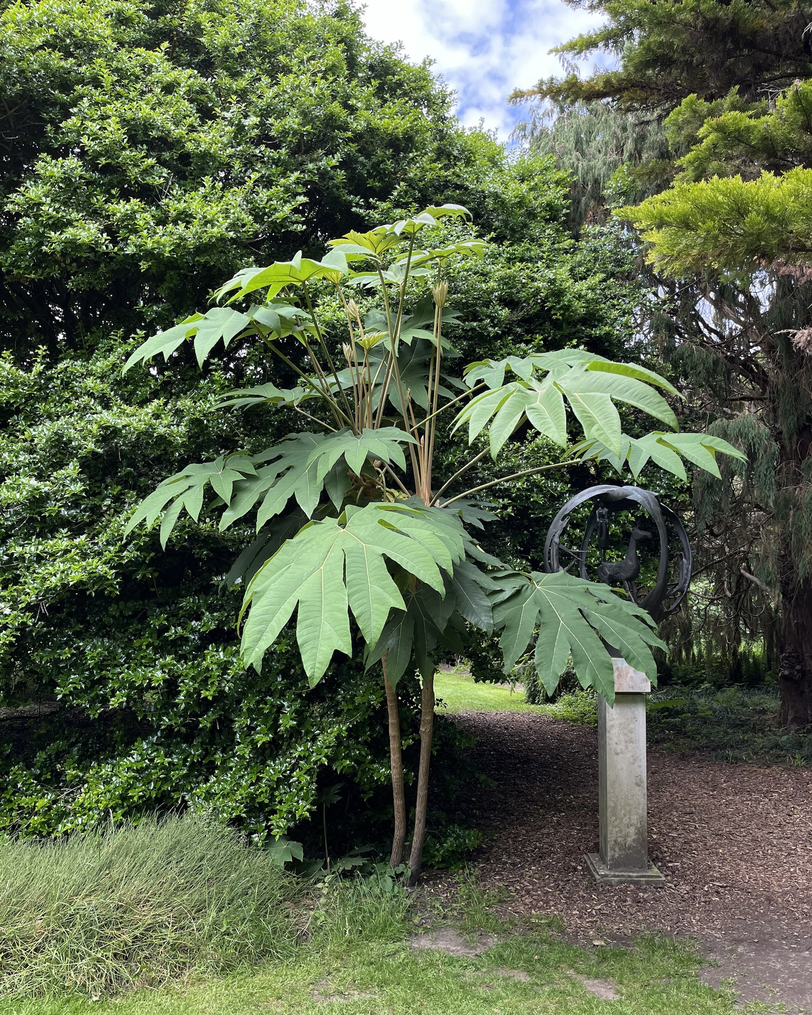 Tetrapanax papyrifer 'Rex'/Chinese rice paper plant  Tend&Grow